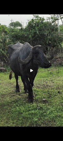 ભૅસ વૅચવાની છૅ