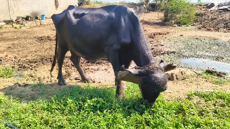 bhesh vechvani chhe