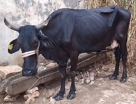 જર્સી ગાય વેચવાની છે