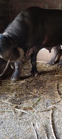પાડો વેચવાનો છે
