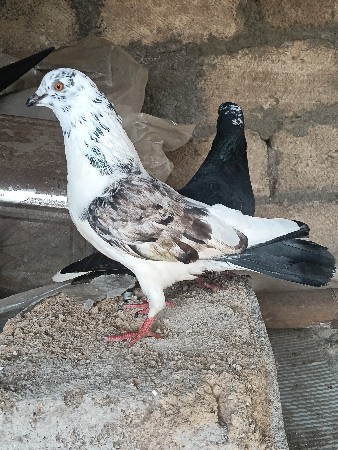 જોટો