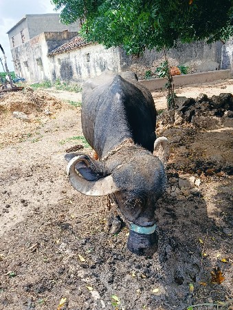 2 ભેંસ વેચવાની છે