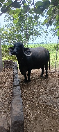 ભેંસ વેચવાની છે