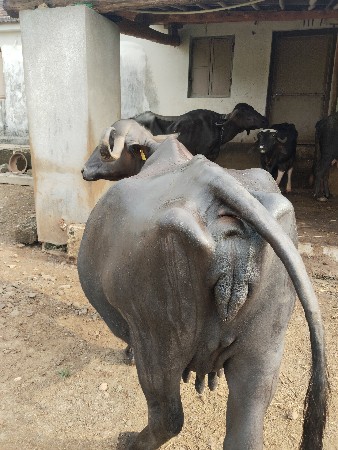 ભેંસ વેચવાની છે