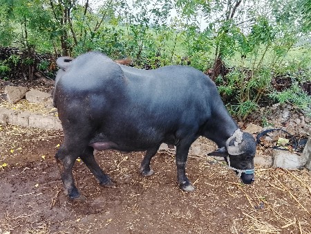 જાફરાબાદી બે દાતે છે