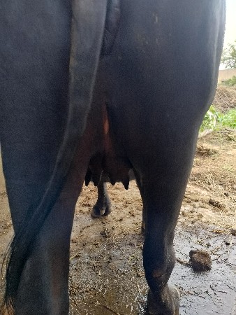 કચ્છી ખડેલી વિજવાની છે