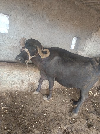 ભેંસ વેચવાની છે
