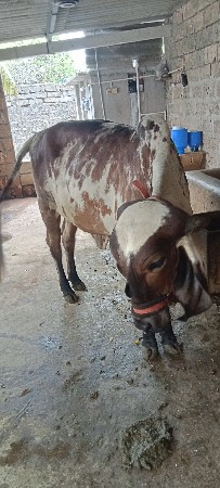 ગીર કાબરી ઓડકી વેચવાની છે