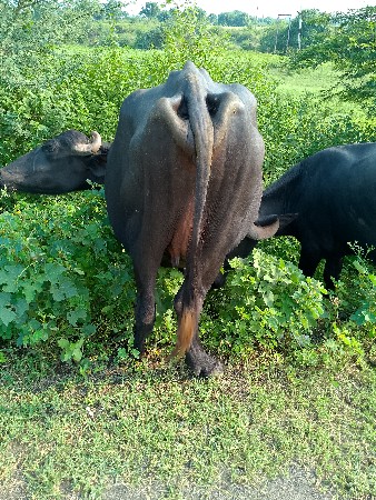 ભેંસ