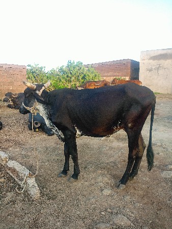 હોડકી વેચવાની છે