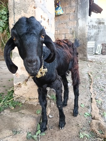 વેચવા માટે. 9000