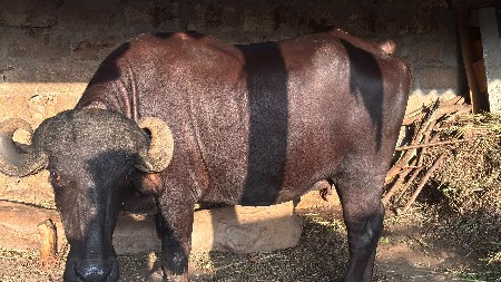 ભેંસ વેચવાની છે