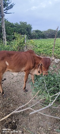વાછડી, ગીર ગાય ની છે