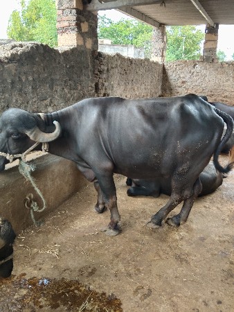 ભેંસ વેસવાની શે