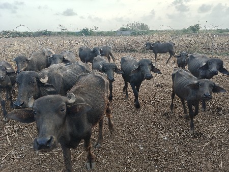 પાડિયો વેચાવા ની ચ