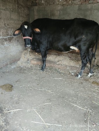 ચાર જરશી ગાયું વેચવાની છે