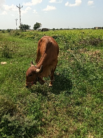જવાબ દારીથી આપવાનાછે