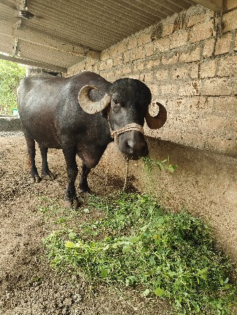 ભેંસ વેચવાની છે