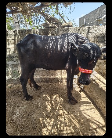જાફરાબાદી ખટેલી છે