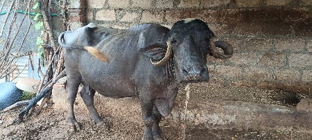 ભેંસ વેચવાની છે