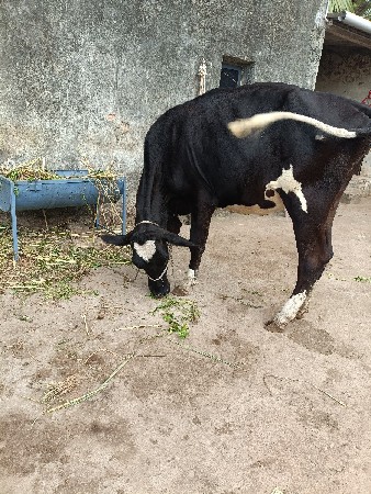 વેશ્વના છે