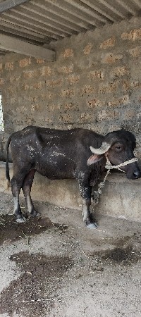 બે ભેસુ વેચવાની સે