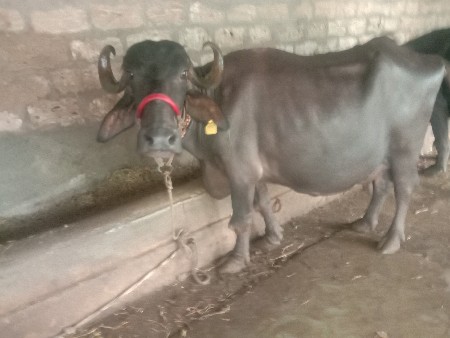 ભેંસ વેચવાની છે