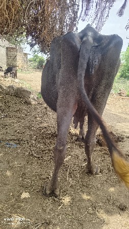 1 ભેંસ 20 દિવસ ની કાચી