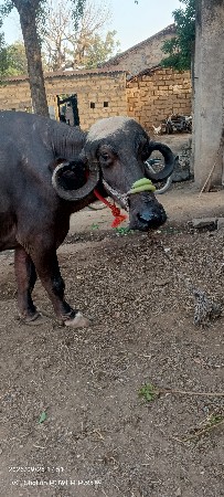ભેંસ વેચવાની છે