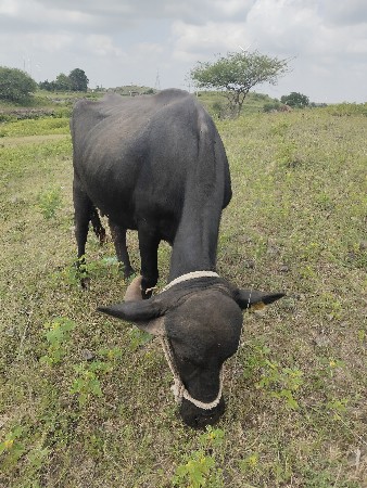 ભેંસ વેચવાની છે