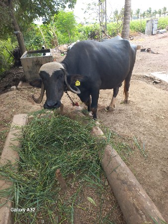 વેચવાની છે ભેંસ