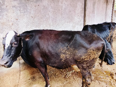 વેસ્વની ની સે