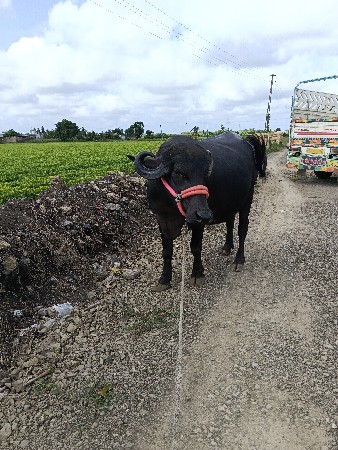 ખડેલી વેચવાની છે