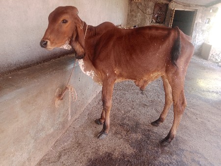 મફત દેવા નૂ છે