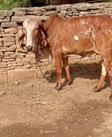 ગીર હૉડકી છે