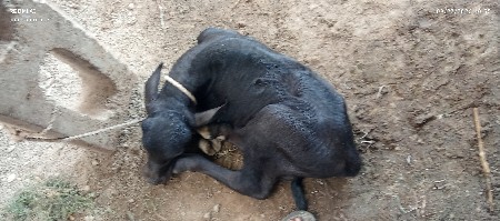 ભેંસ વેચવાની છે
