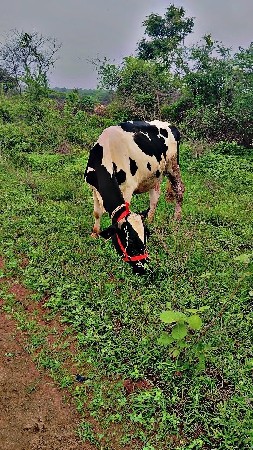 વેચવાની