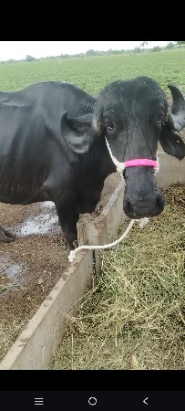 ભેંસ વેચવાની છે