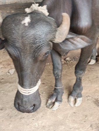 2 padi vecvani che