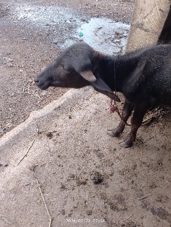 પાડો વેચવાનો છે