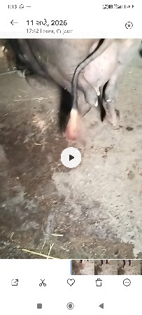ભેસ વેચવાની છે