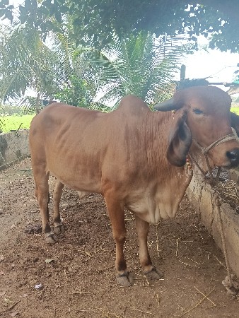 હોડકી વેચવાની છે