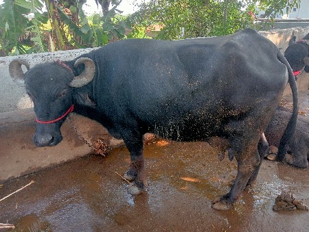 ભેંસ વેસ્વા ની સે