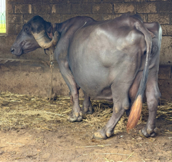 ભેંસ