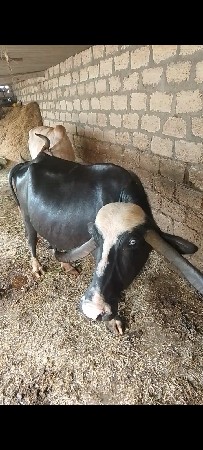 ભેસ વેસવાની છે