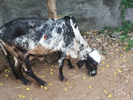 હા ઓળખી બેસવાની છે