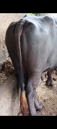 પાડો વેચવાનો છે