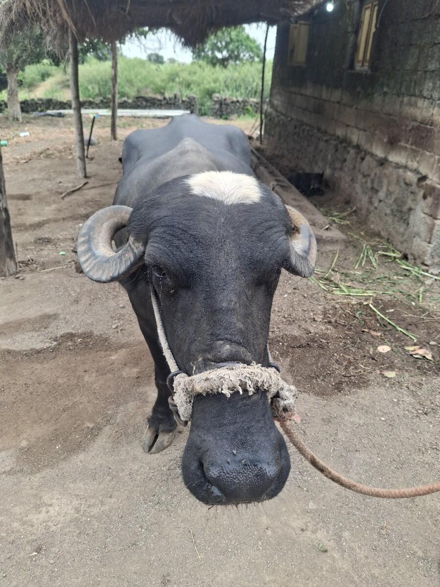 ભેંસ વેચવાની છે