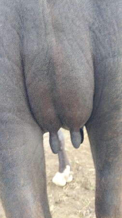 પેલું વેધર