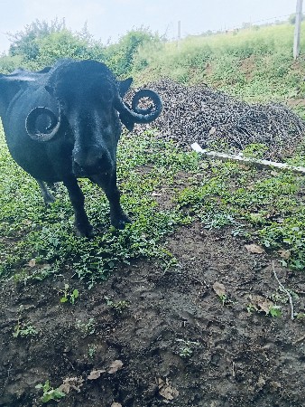 ભેંસ વેચવાની છે